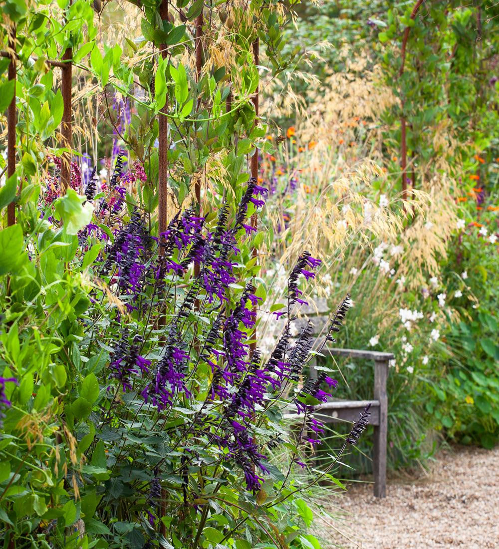 Salvia 'Amistad'