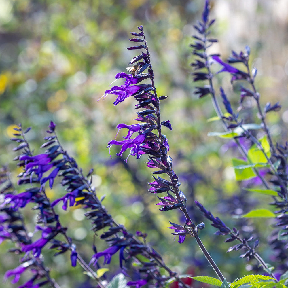 Salvia 'Amistad'