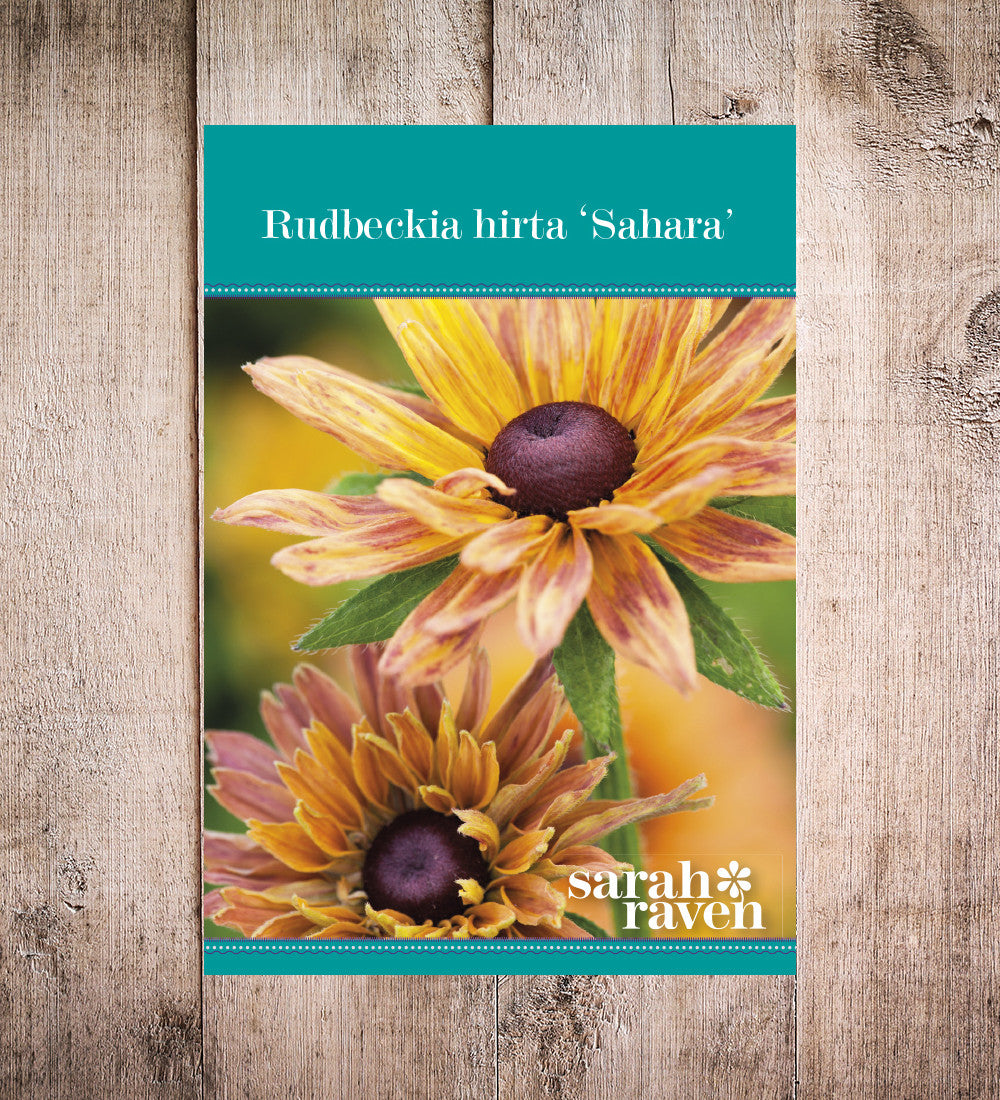 Rudbeckia hirta 'Sahara Mix'