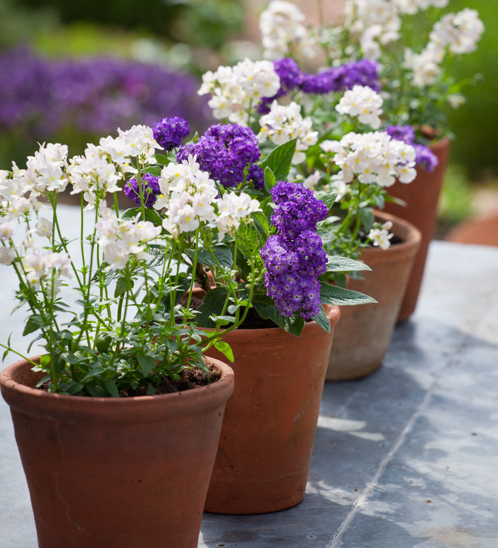 Nemesia 'Wisley Vanilla'