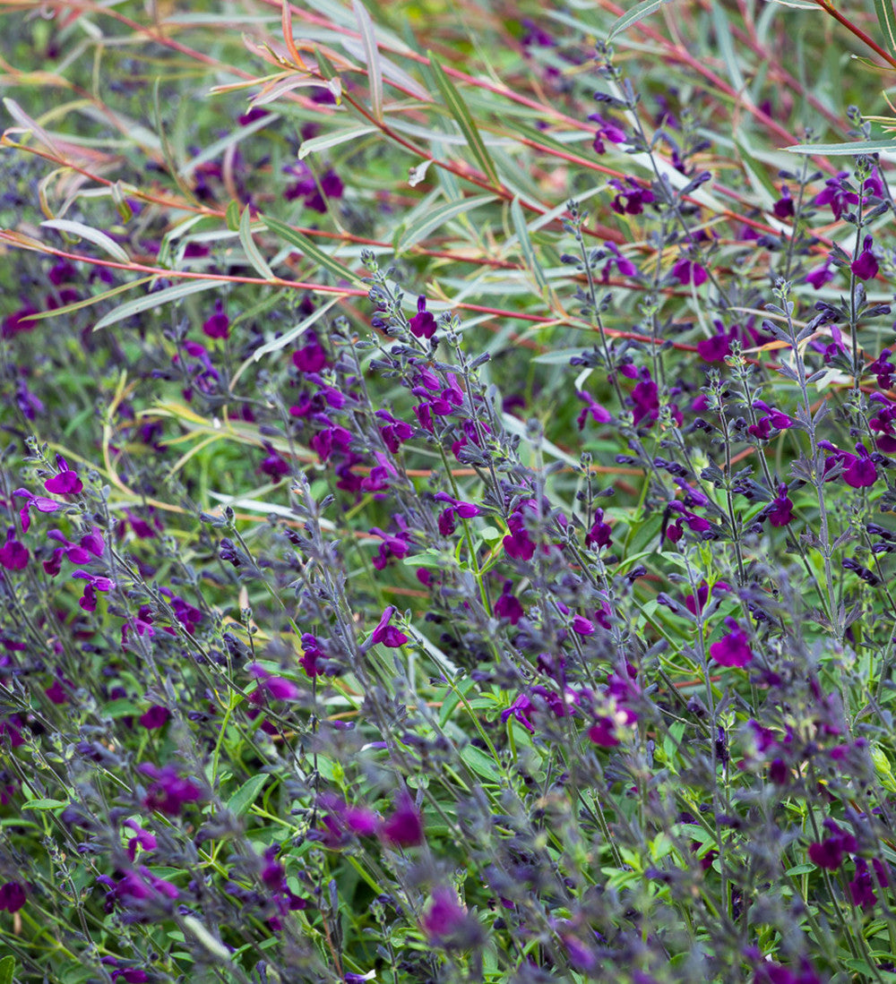 Salvia x jamensis 'Nachtvlinder'