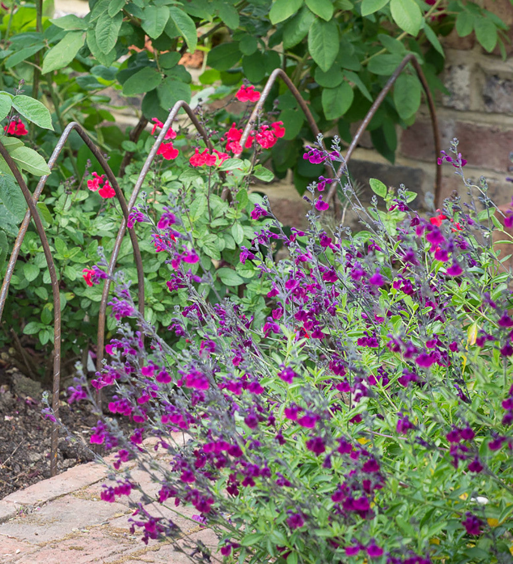 Salvia x jamensis 'Nachtvlinder'