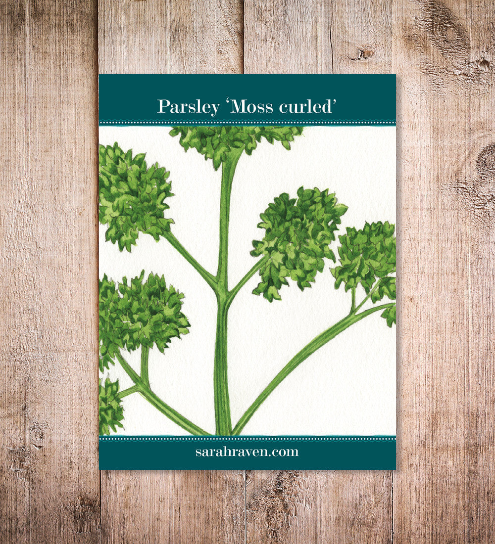 Parsley 'Moss Curled'