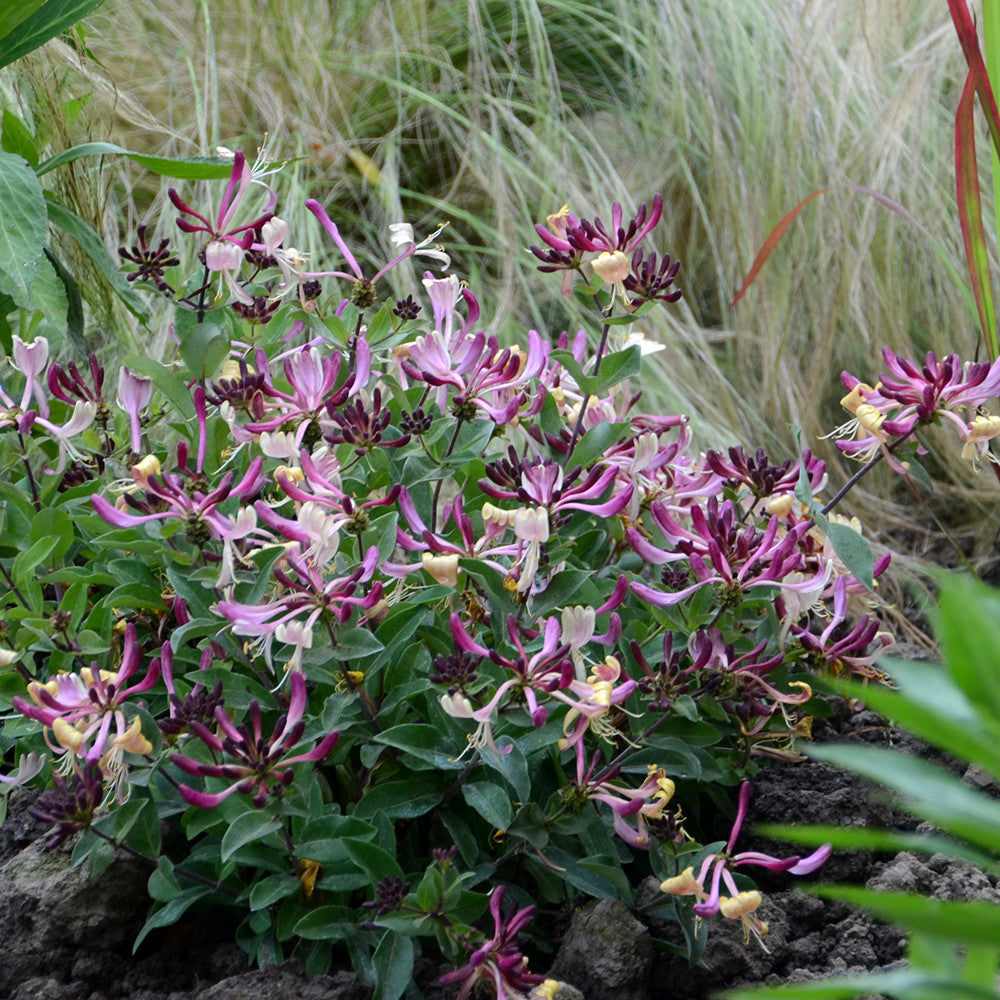 Lonicera periclymenum 'Chic et Choc'