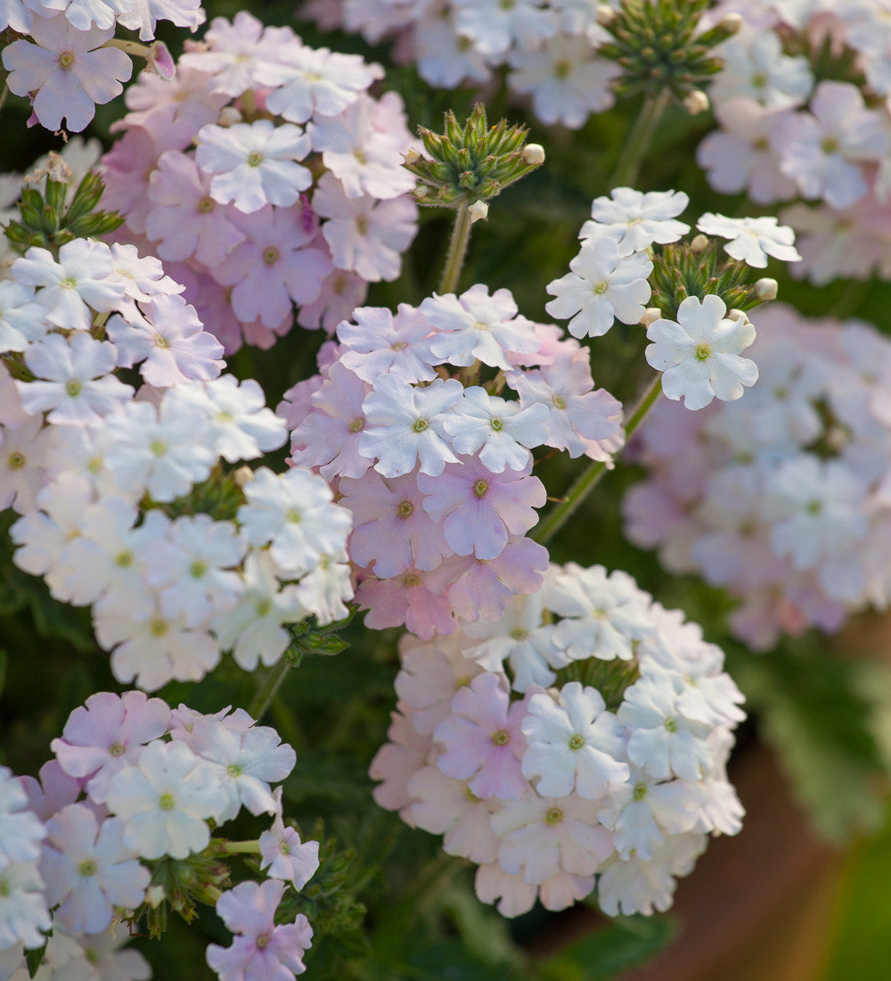 Verbena 'Vanessa White'
