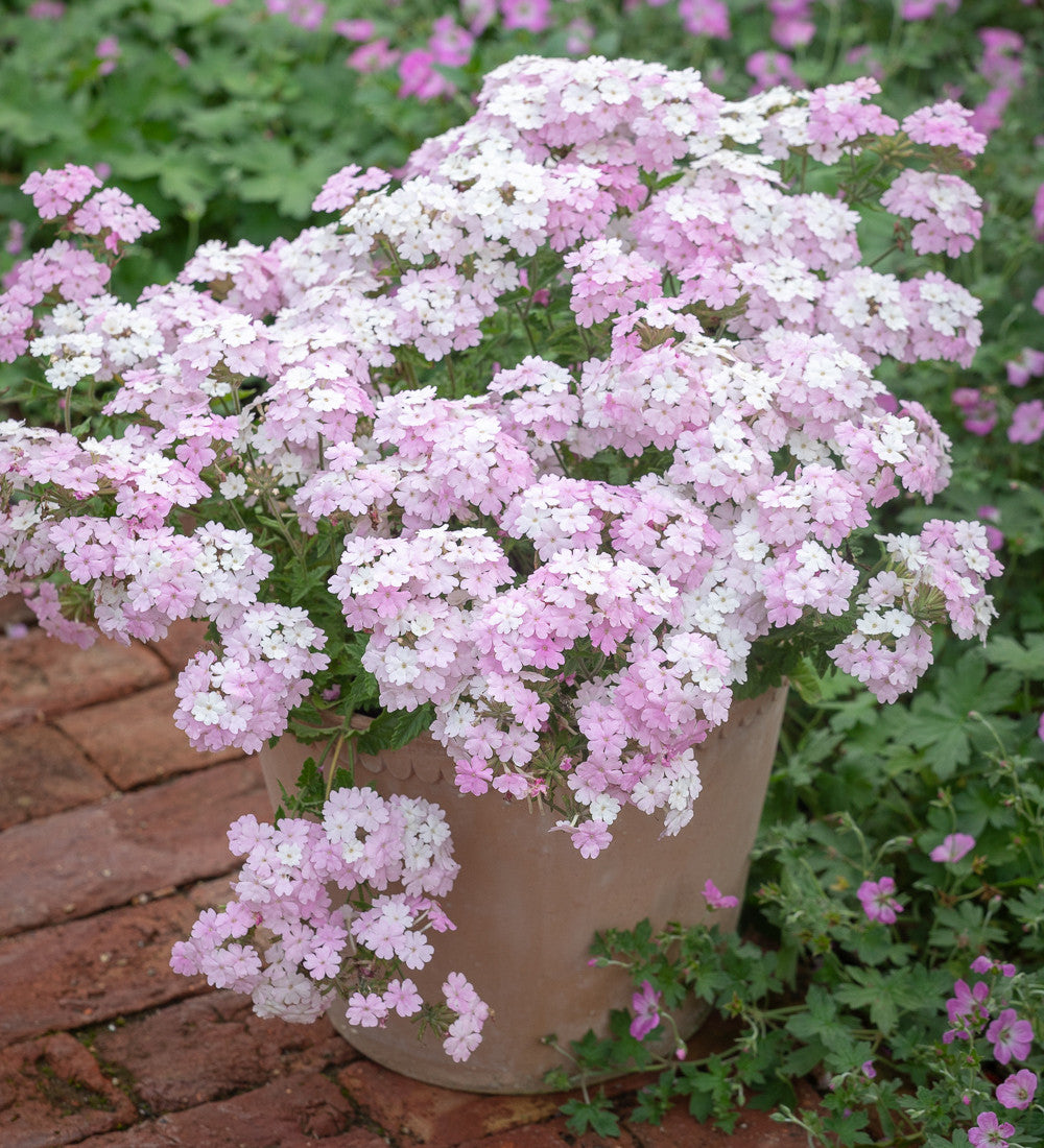 Verbena 'Vanessa White'