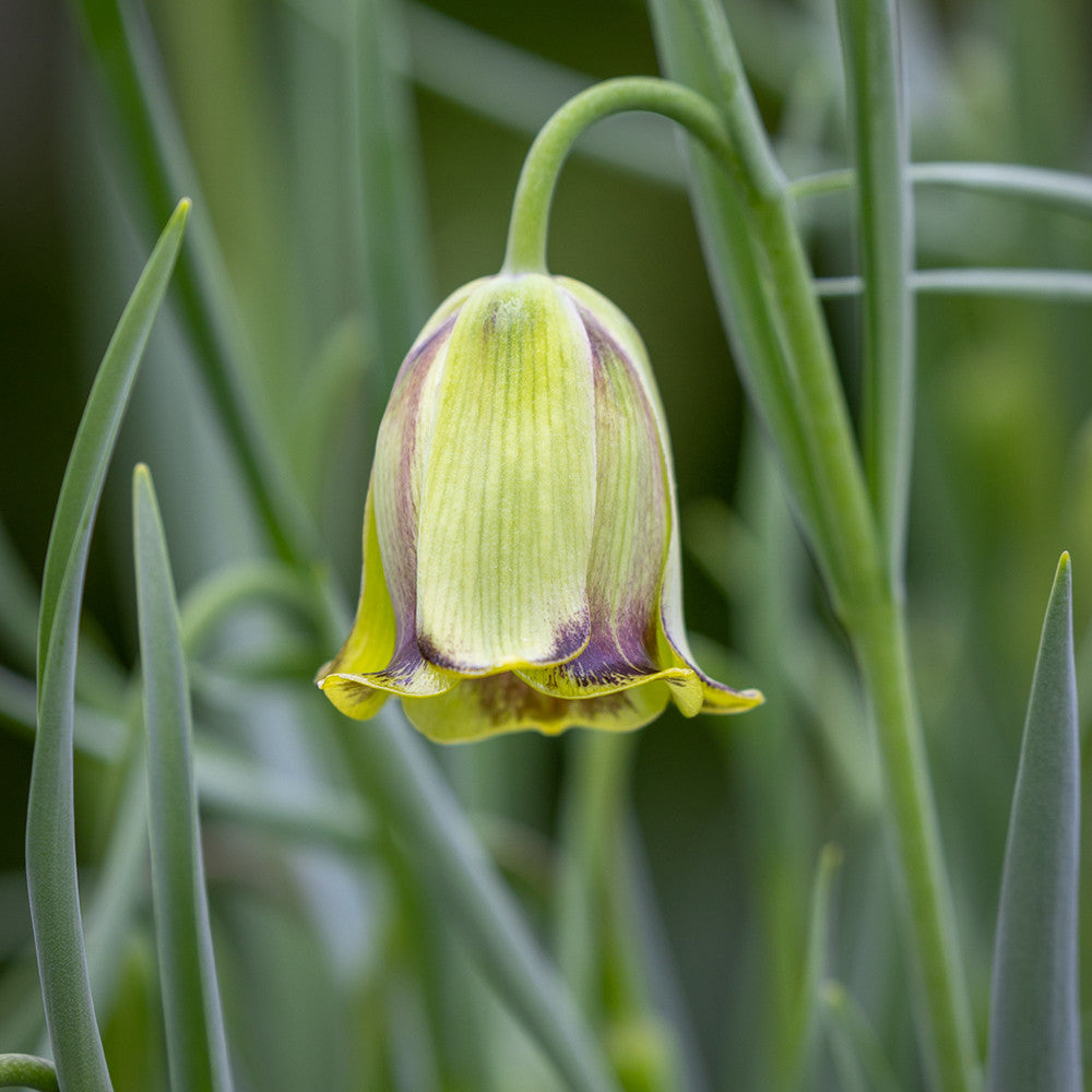Fritillaria acmopetala