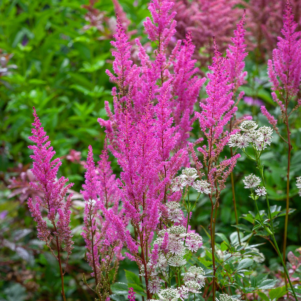 Astilbe 'Fanal' (x arendsii)