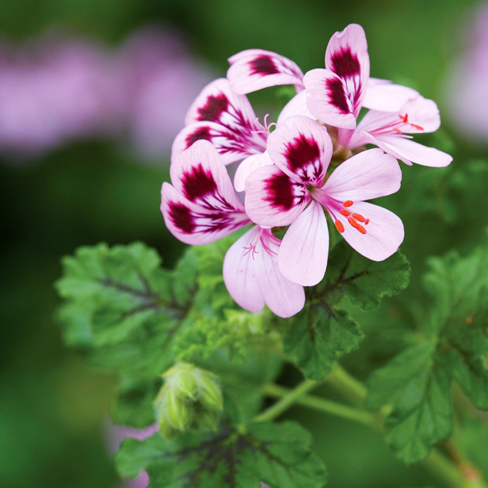 Pelargonium quercifolium