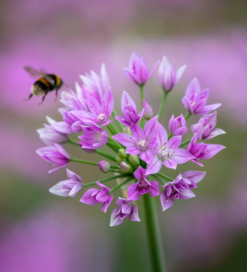 Allium unifolium 'Eros'