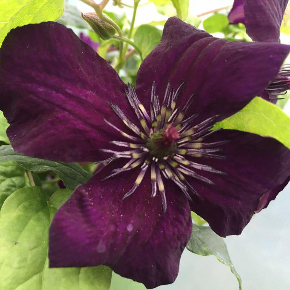 Clematis viticella 'Dark Eyes'
