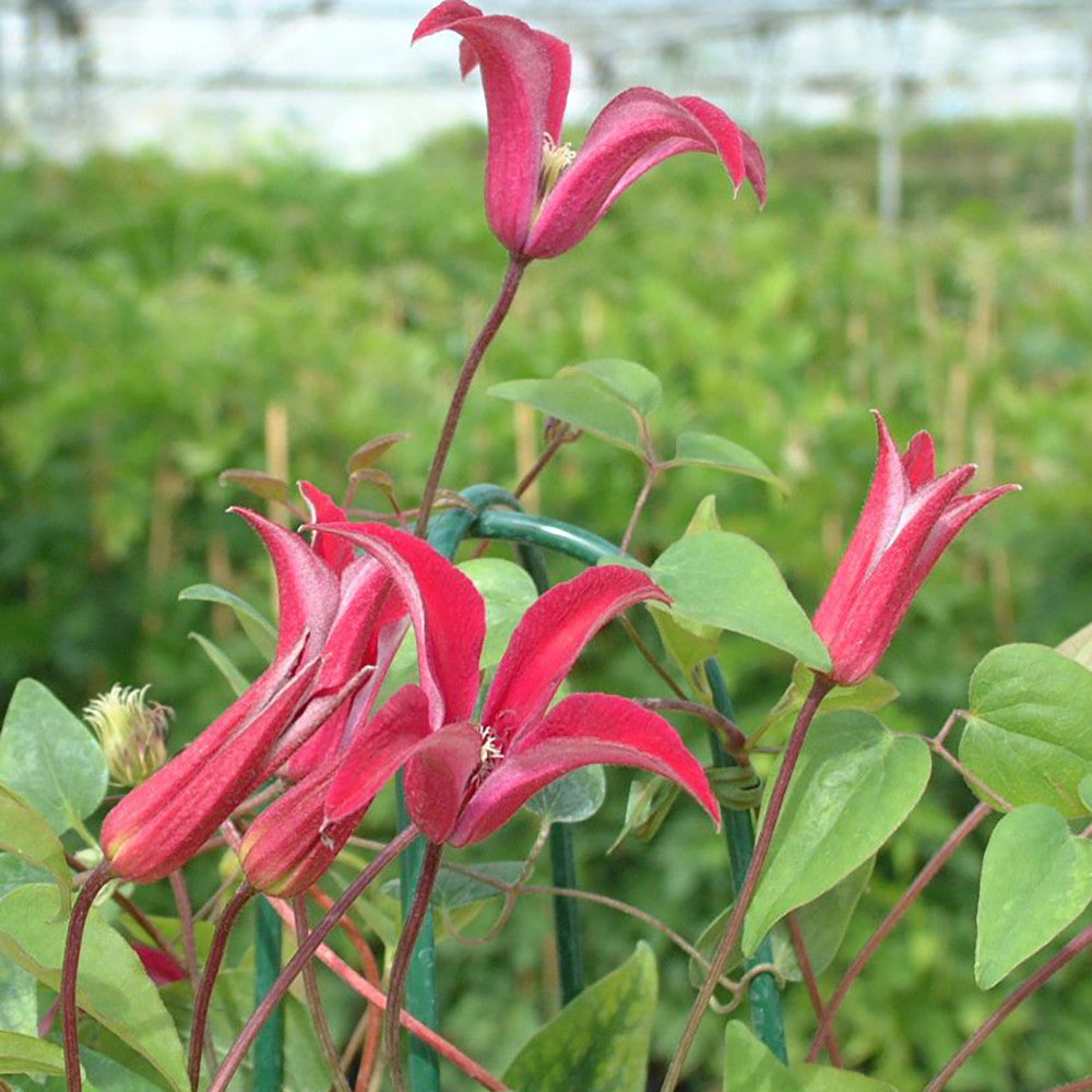 Clematis texensis 'Gravetye Beauty'