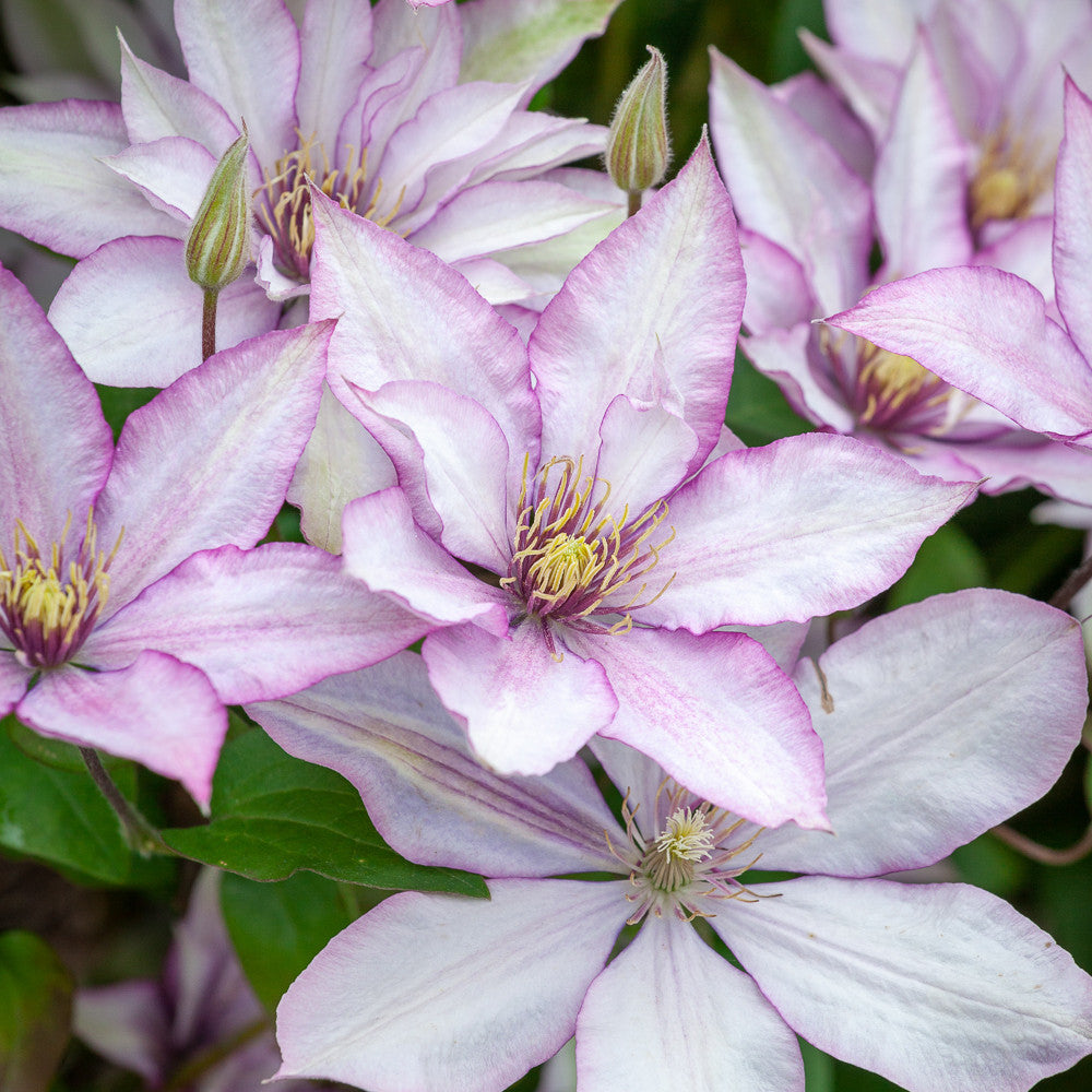 Clematis 'Samaritan Jo' (Boulevard Collection)
