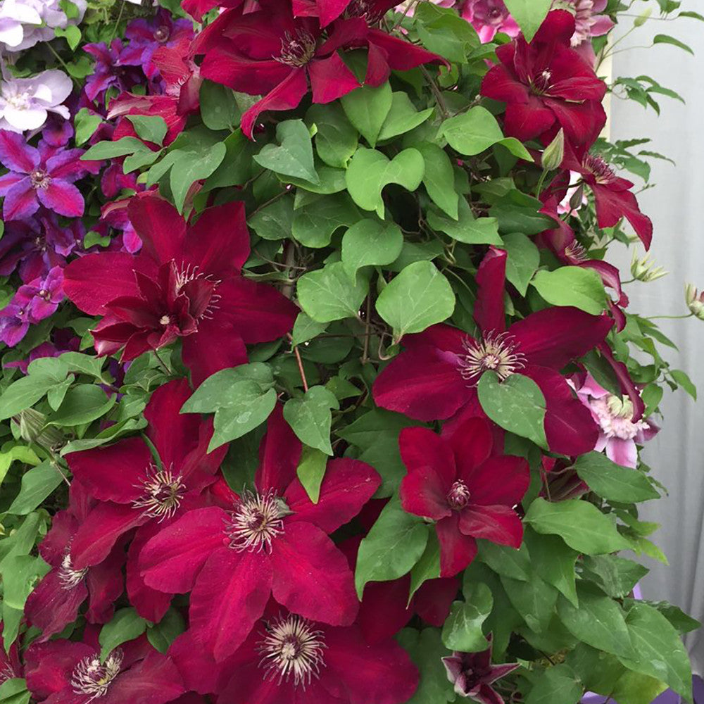 Clematis 'Westerplatte'