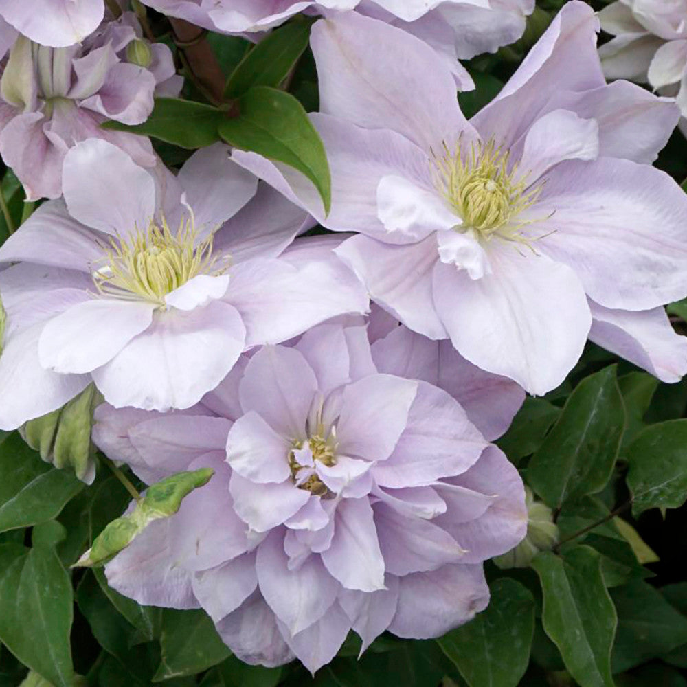 Clematis 'Bellissima'