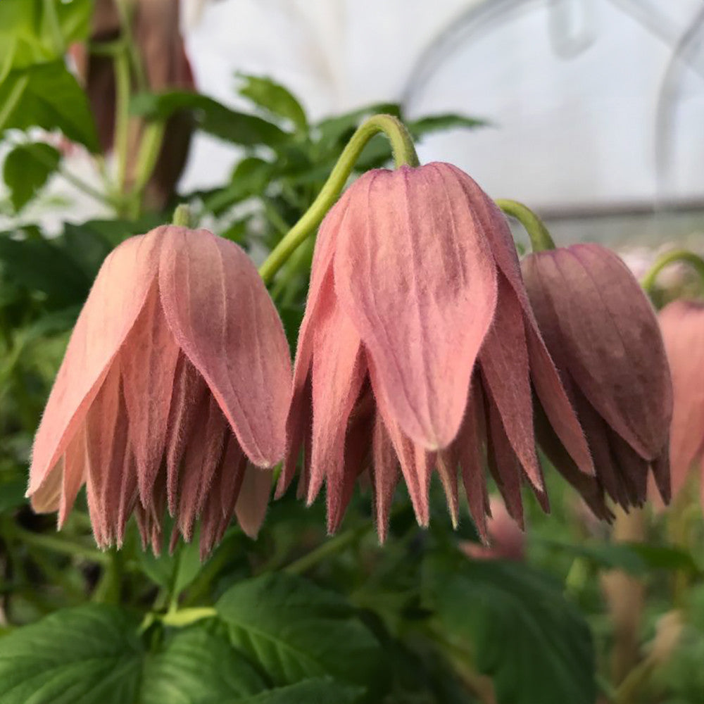 Clematis macropetala 'Country Rose'