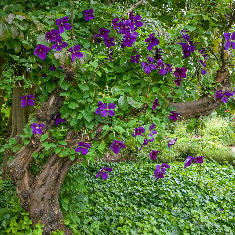 Clematis 'Jackmanii'