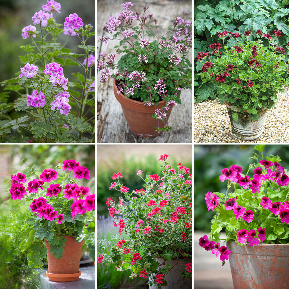 Favourite Perch Hill Stalwarts Pelargonium Collection