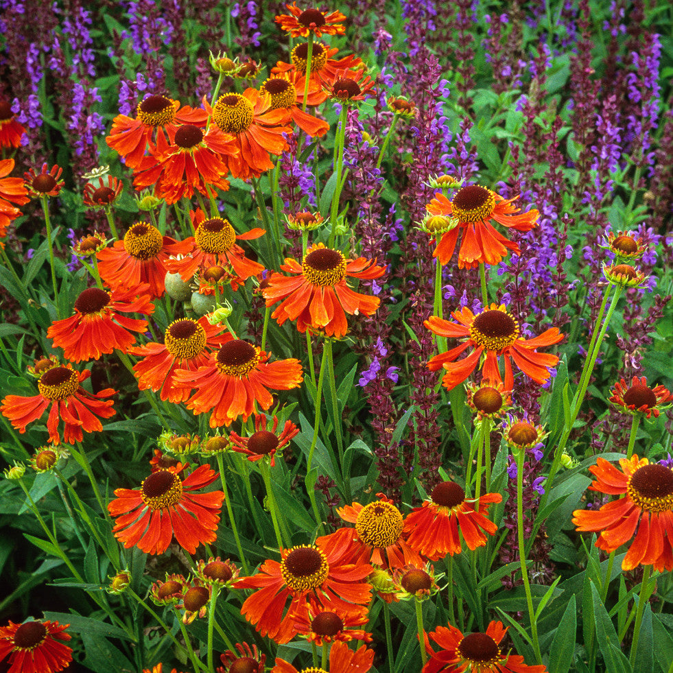 Helenium 'Moerheim Beauty'