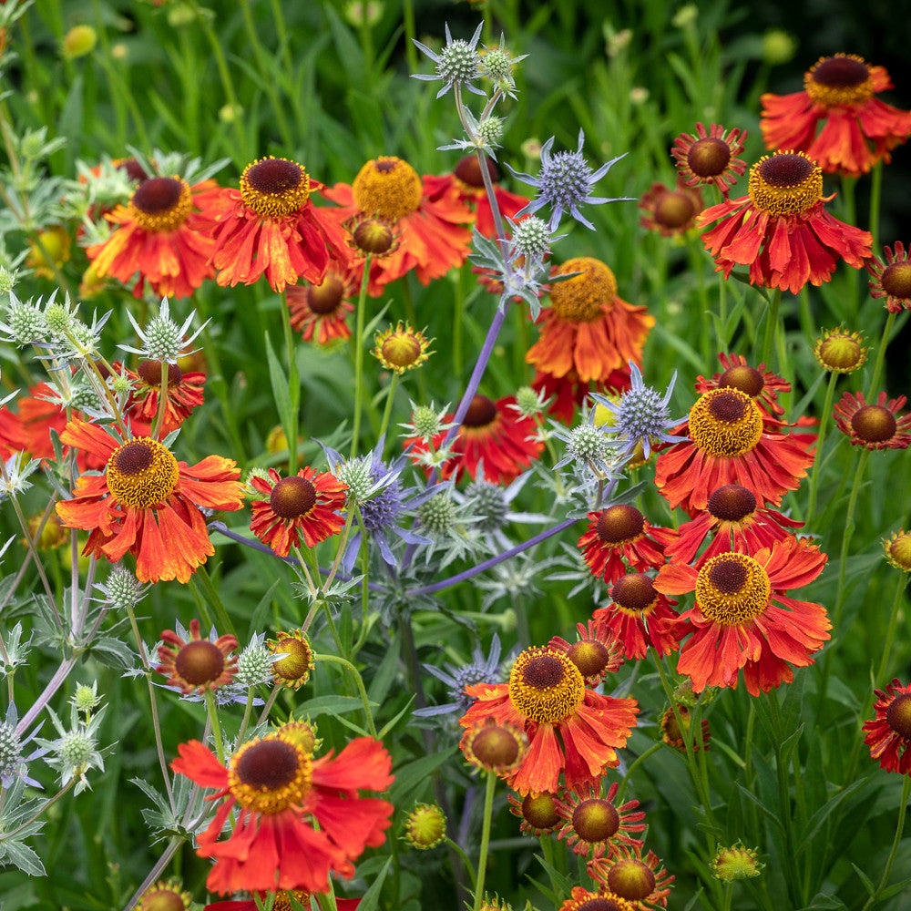 Helenium 'Moerheim Beauty'