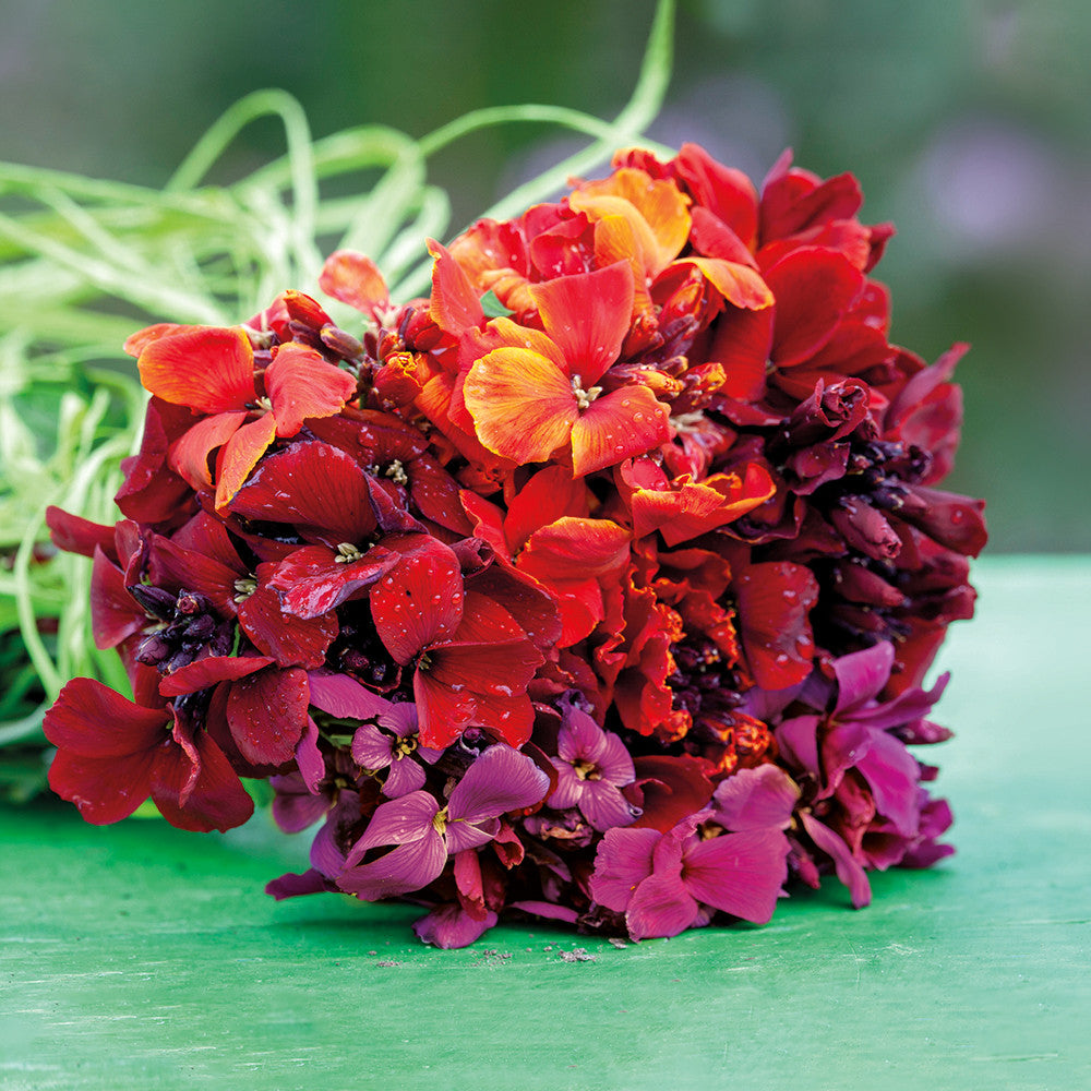 Rich Velvet Wallflower Collection