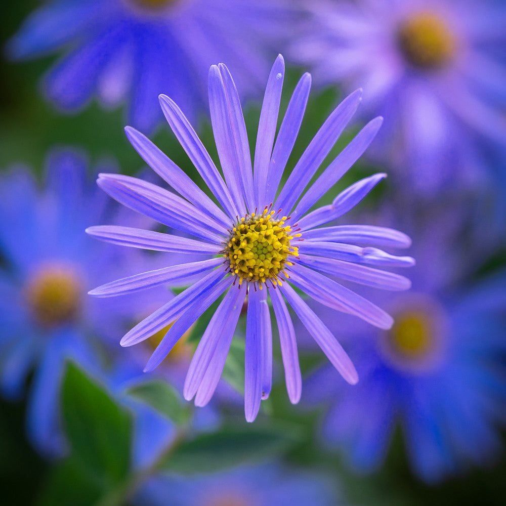 Aster x frikartii ‘Mönch’