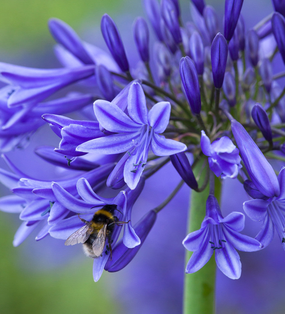Agapanthus campanulatus 'Midnight Star' (syn. Navy Blue)