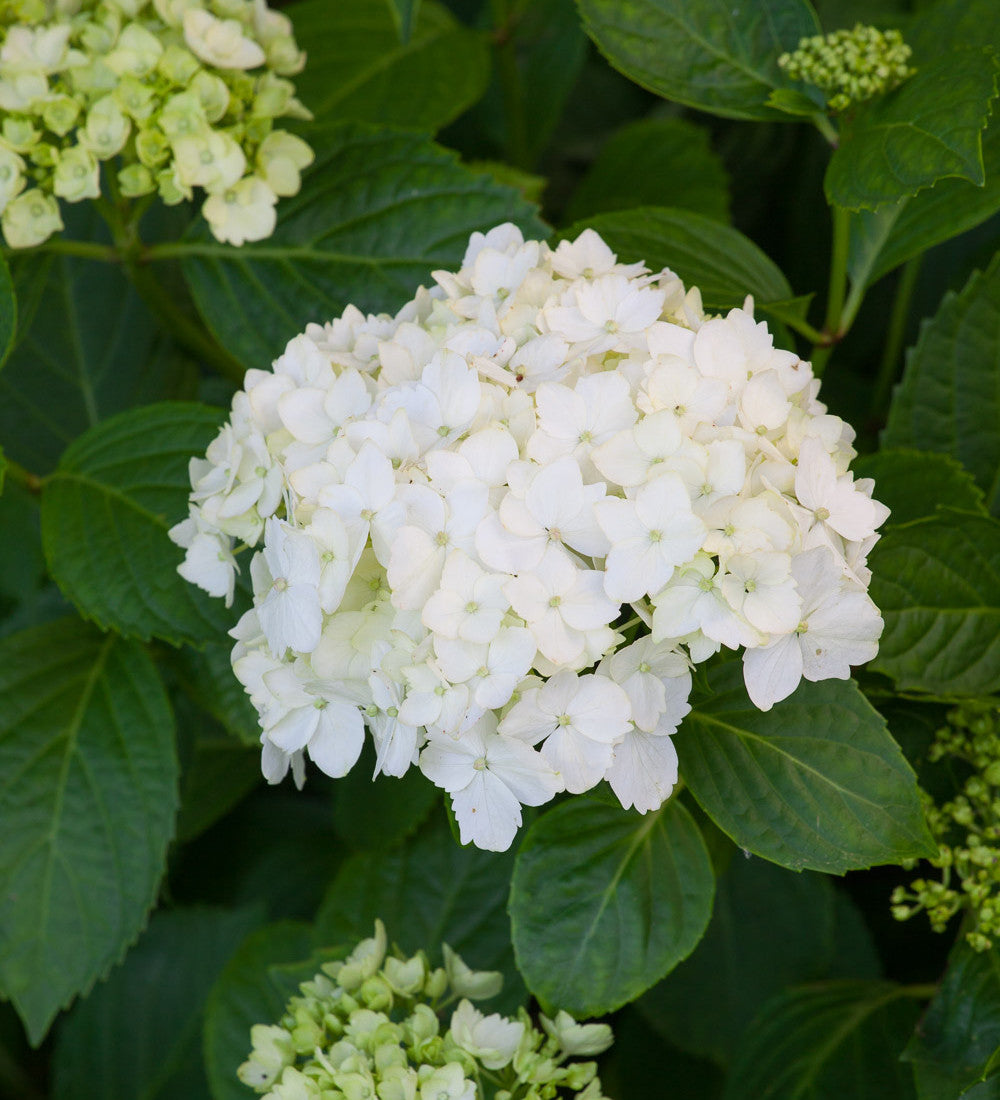 Hydrangea macrophylla 'Madame Emile Mouillère'