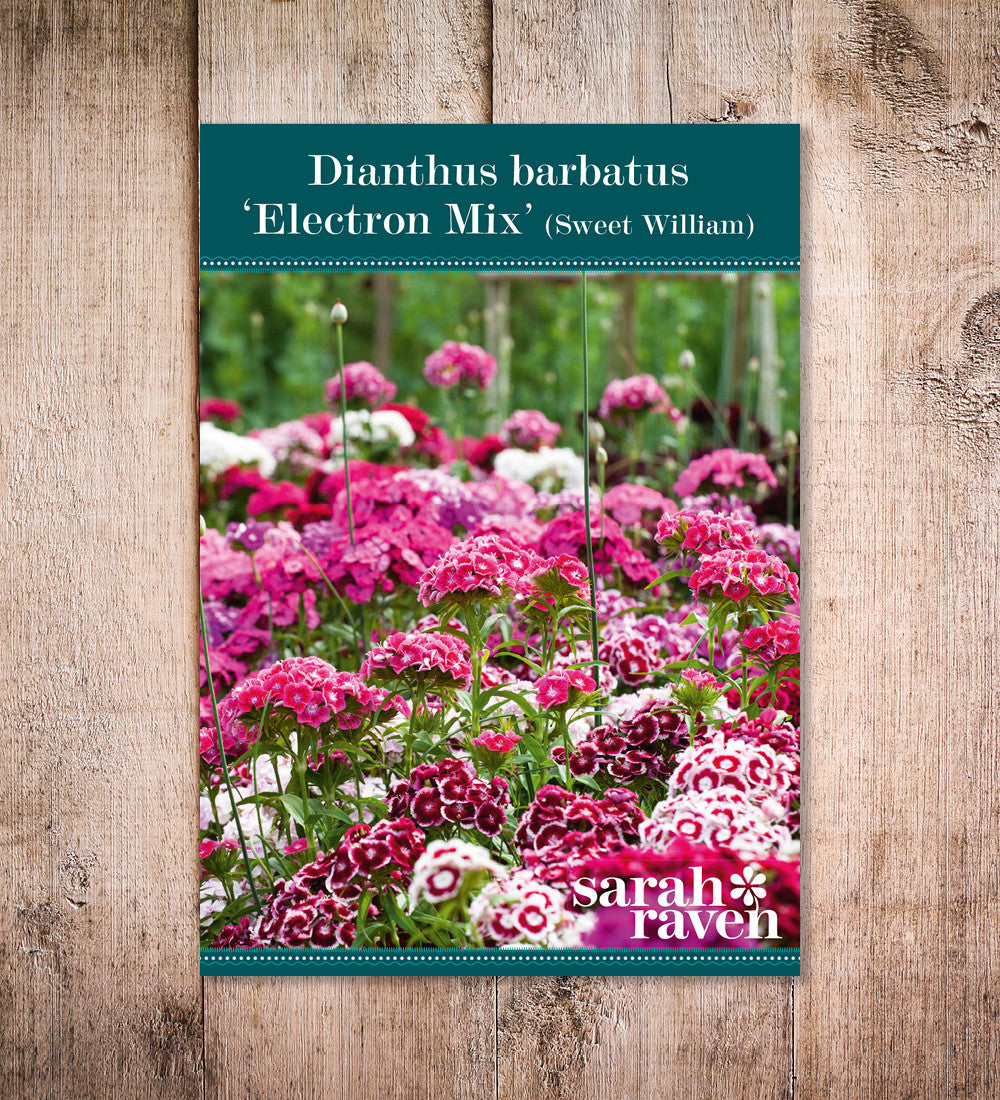 Dianthus barbatus 'Electron Mix'