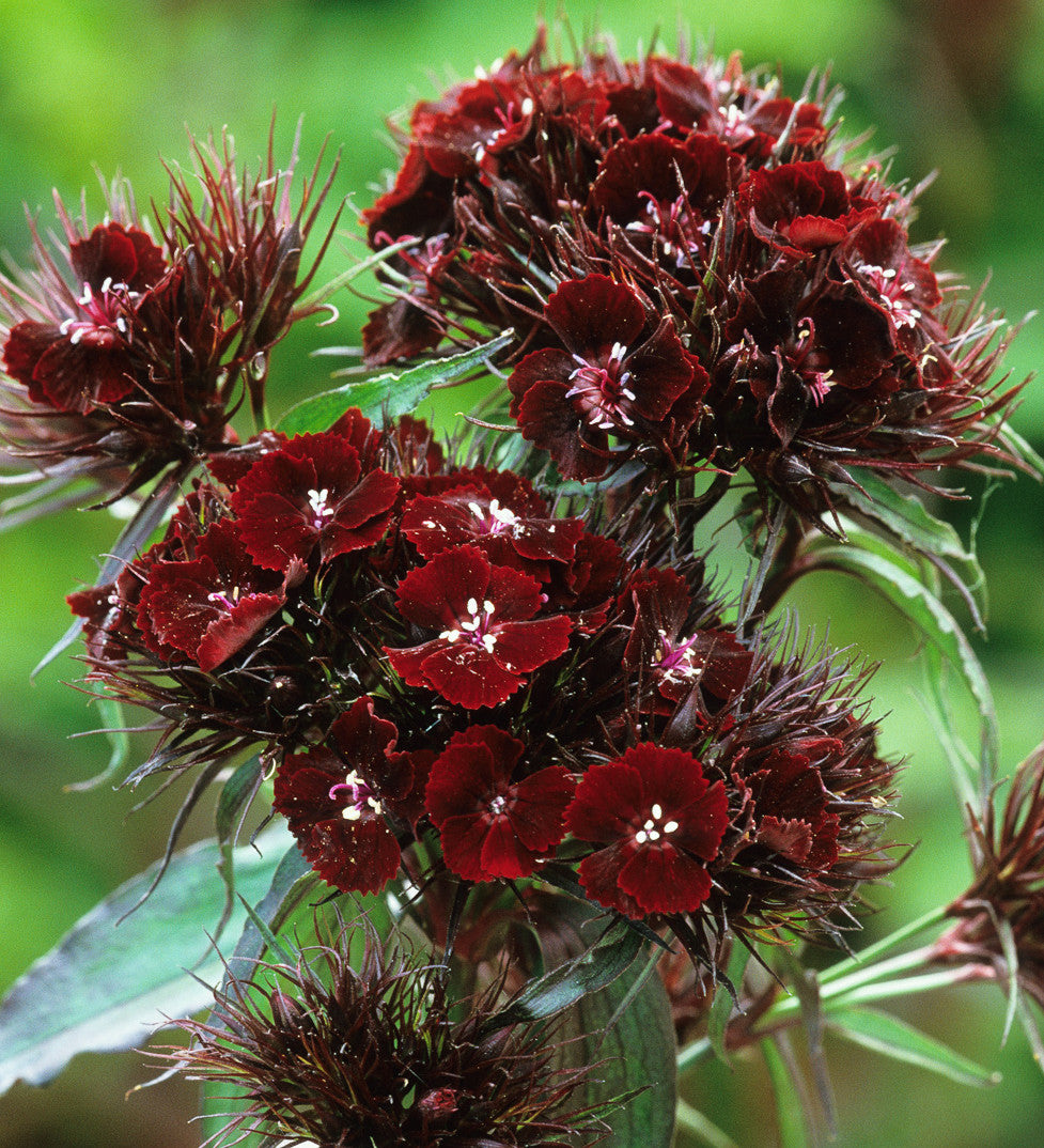 Dianthus barbatus (Nigrescens Group) 'Sooty'