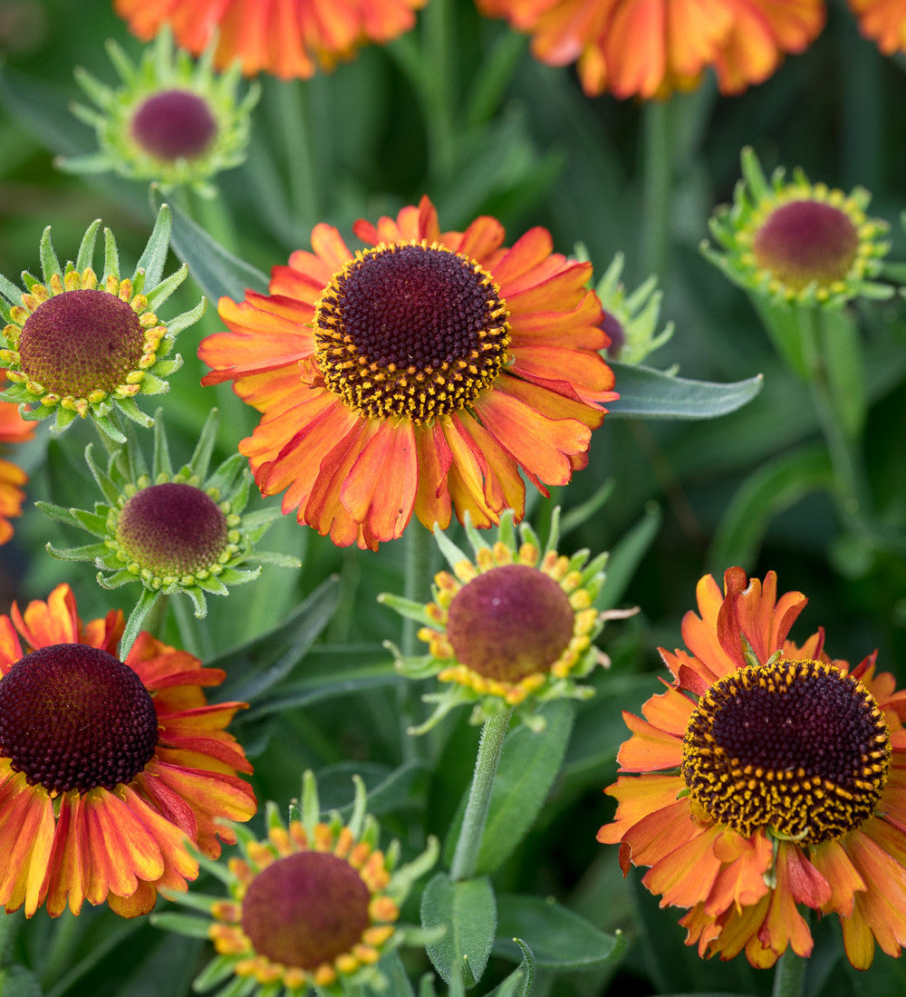 Helenium autumnale ‘Short and Sassy’