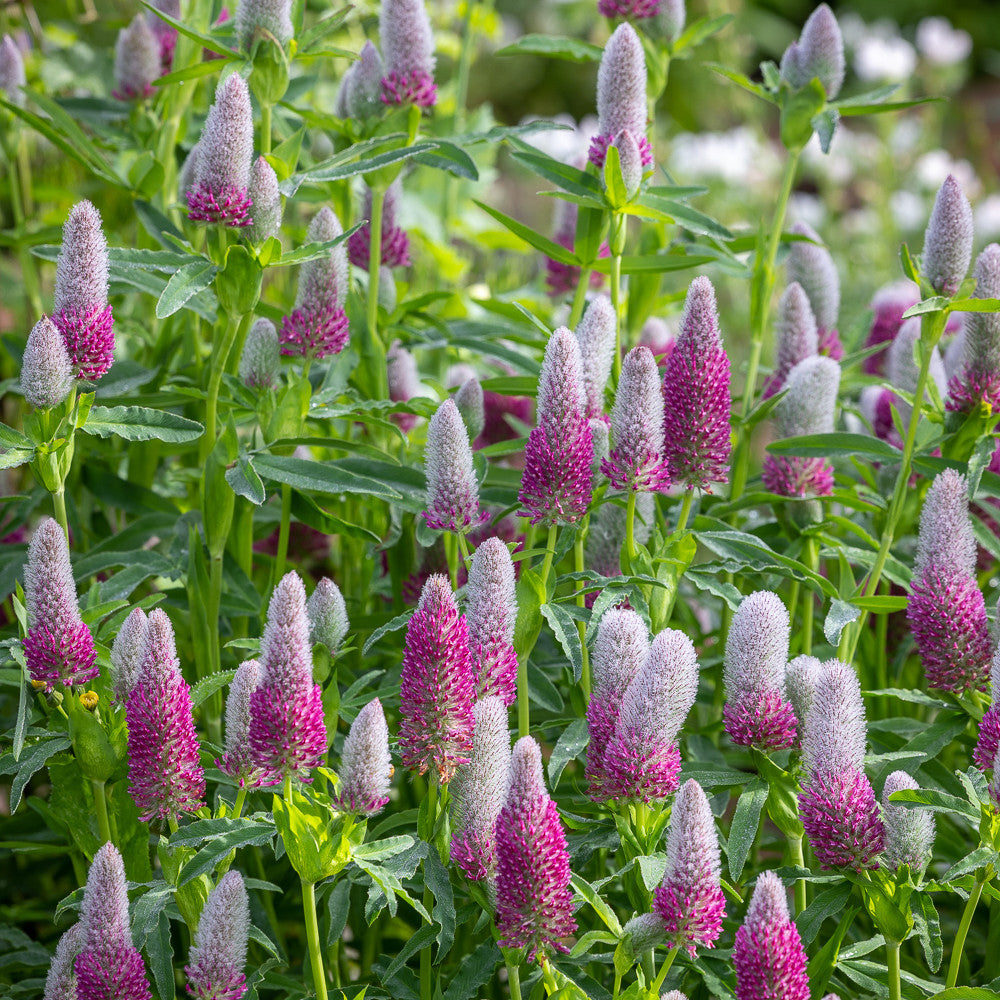 Trifolium rubens