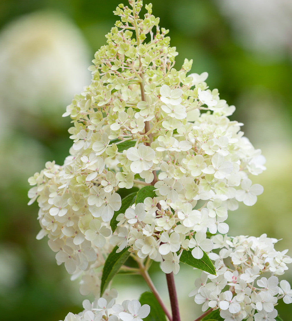 Hydrangea paniculata 'Vanille Fraise'
