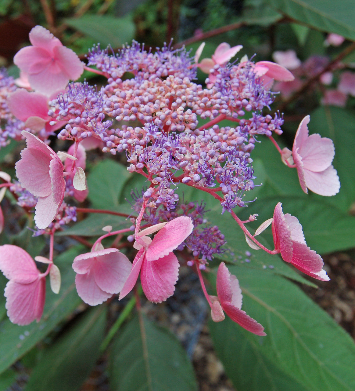 Hydrangea aspera 'Hot Chocolate'