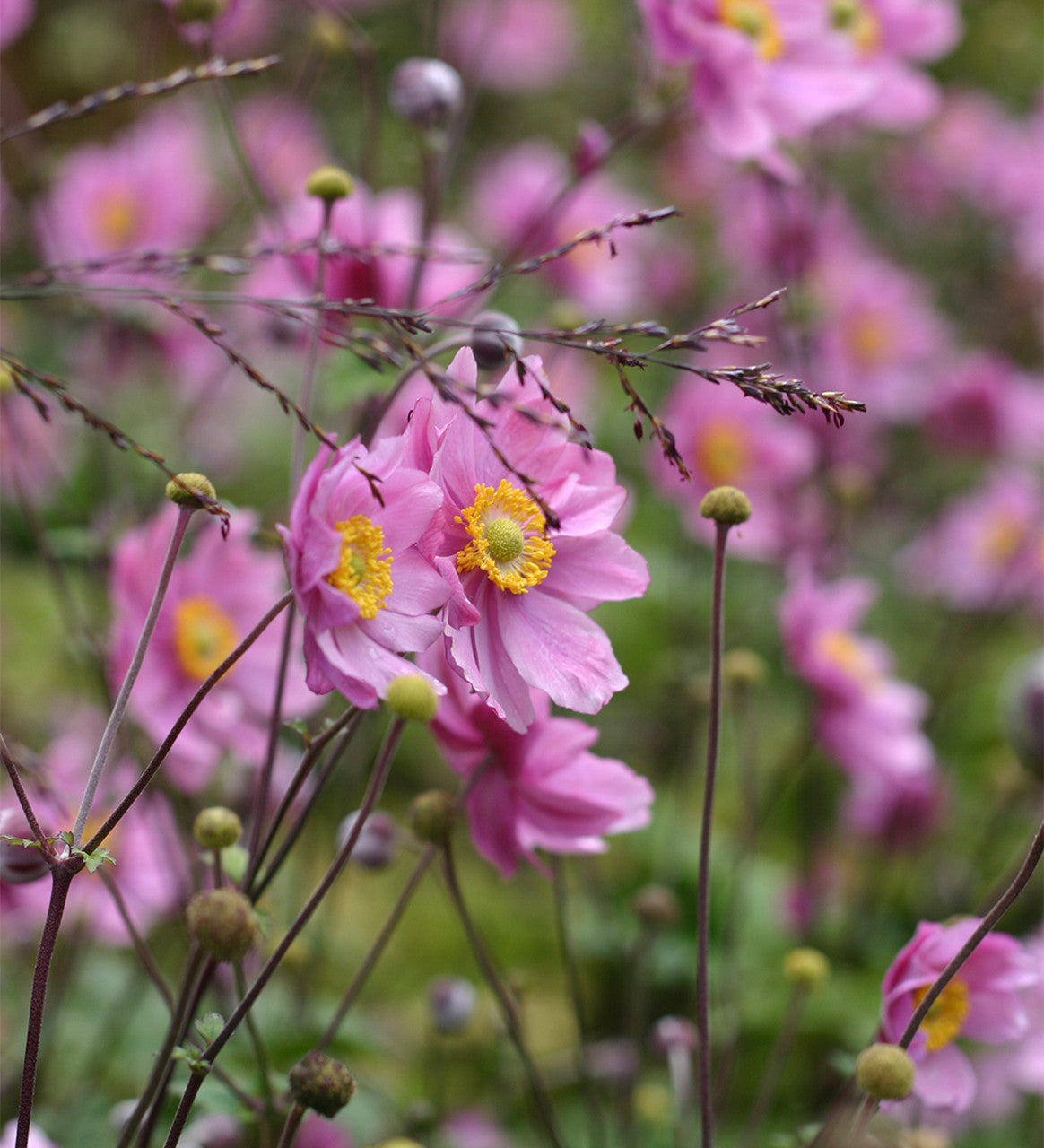 Anemone hupehensis var. japonica 'Pamina'