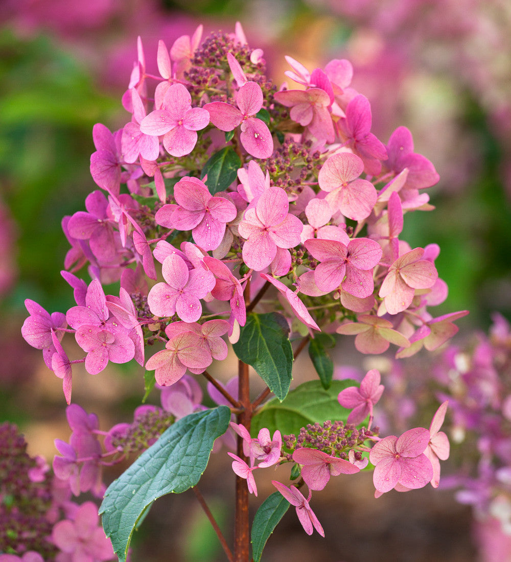 Hydrangea paniculata 'Wim's Red'