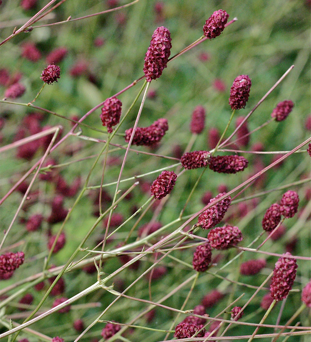 Sanguisorba officinalis 'Crimson Queen'
