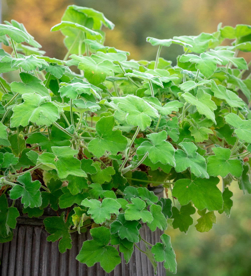 Pelargonium tomentosum