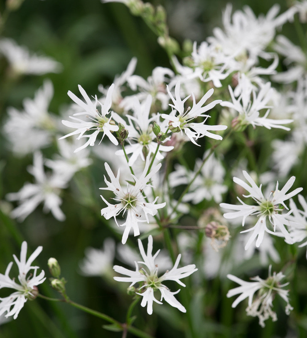 Lychnis flos-cuculi alba (White Ragged Robin)