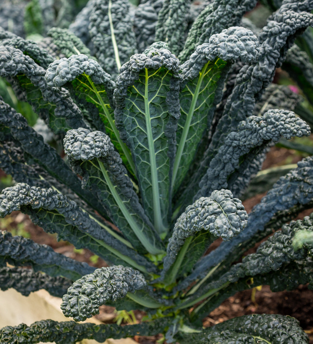 Kale 'Black Magic' F1