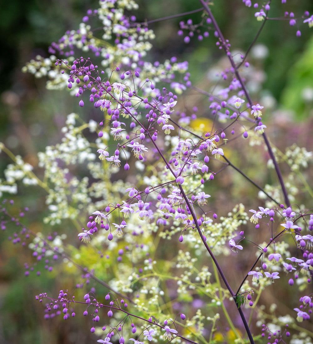 Thalictrum Border Collection