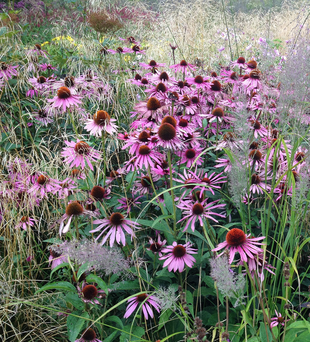 Echinacea purpurea 'Magnus Superior'