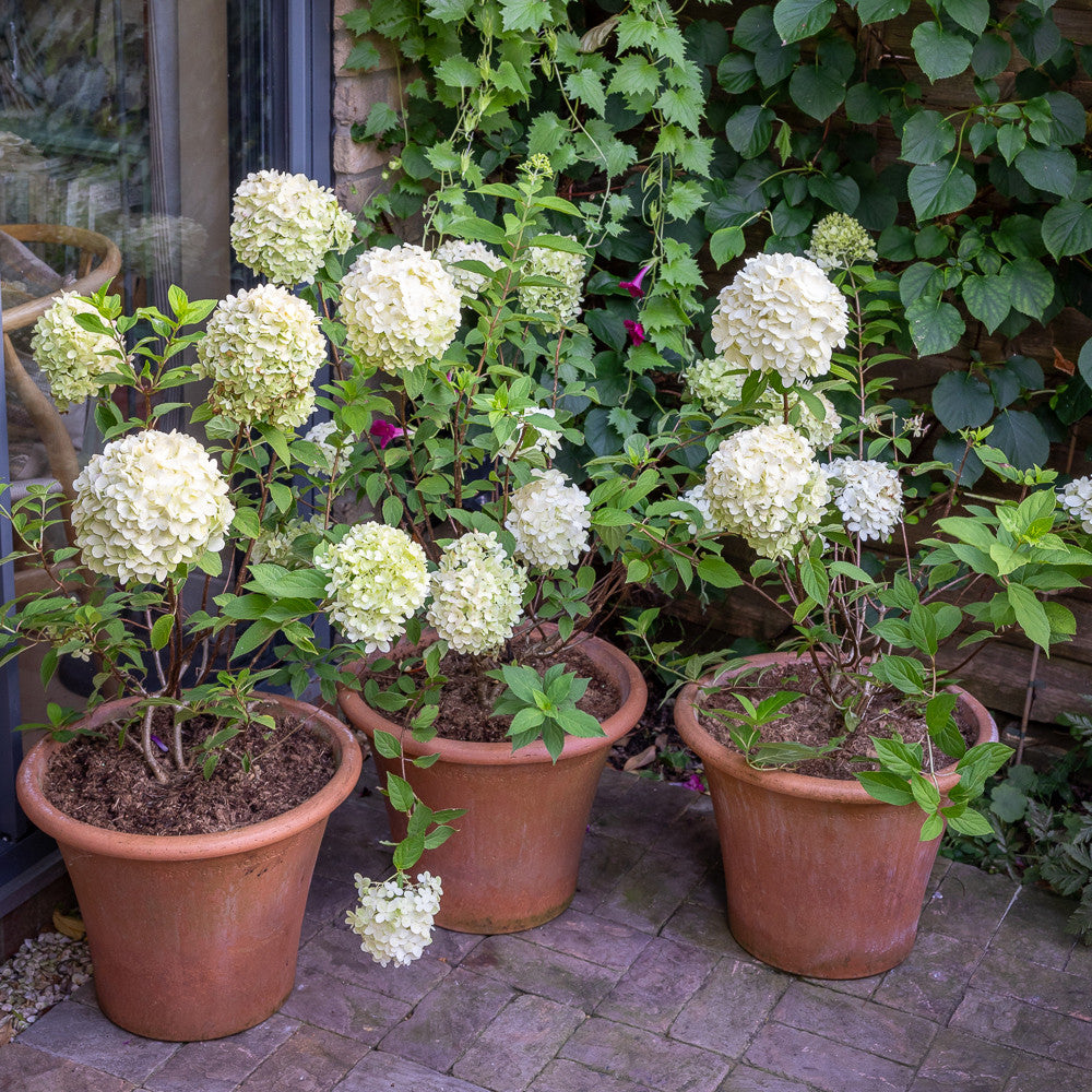 Hydrangea paniculata 'Skyfall'