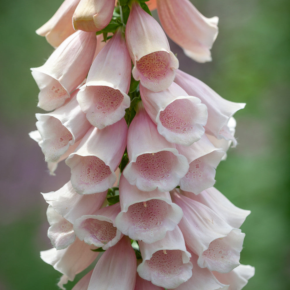 New Foxglove Collection