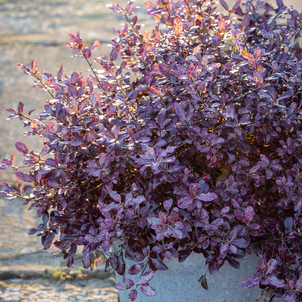 Pittosporum tenuifolium 'Bannow Bay'