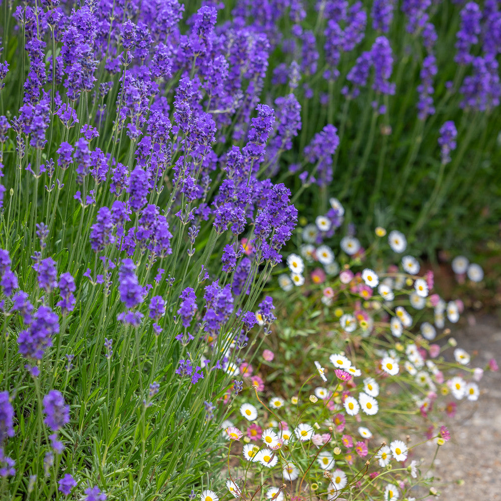 Lavender and Daisies Collection