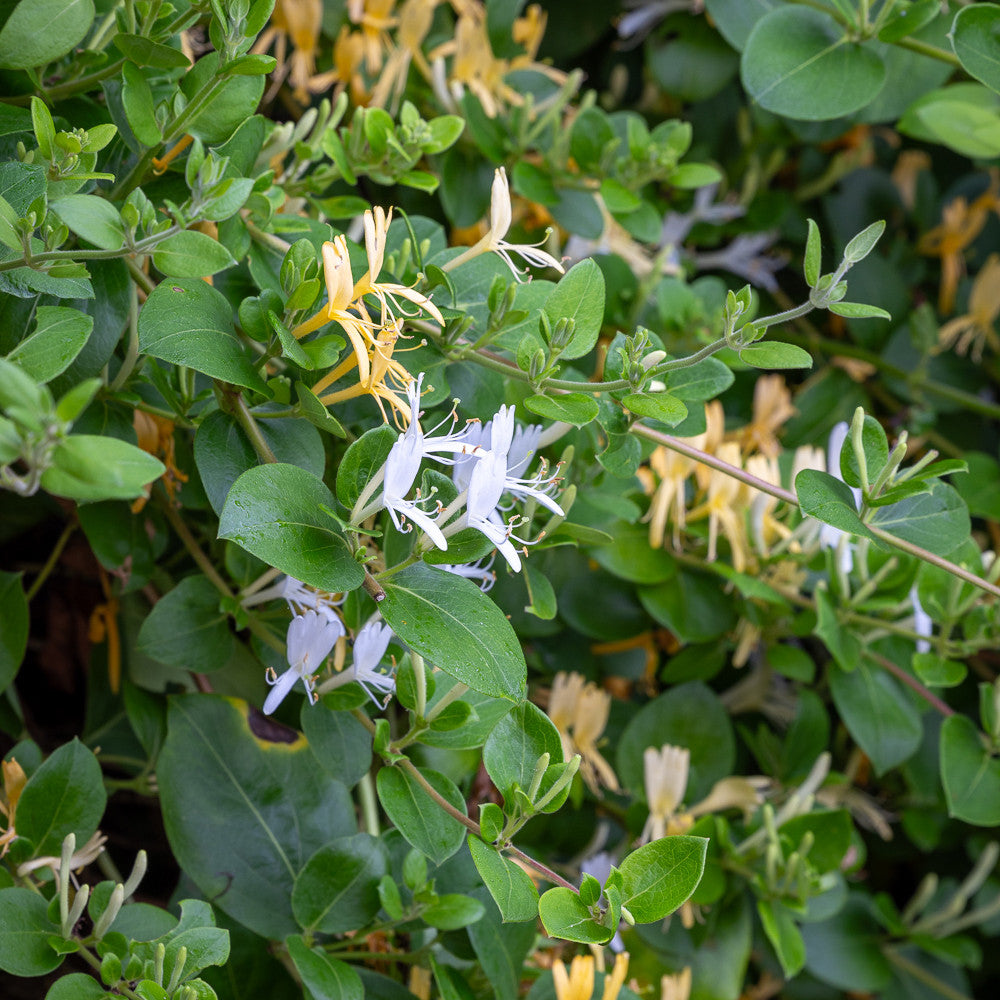 Lonicera japonica 'Halliana'