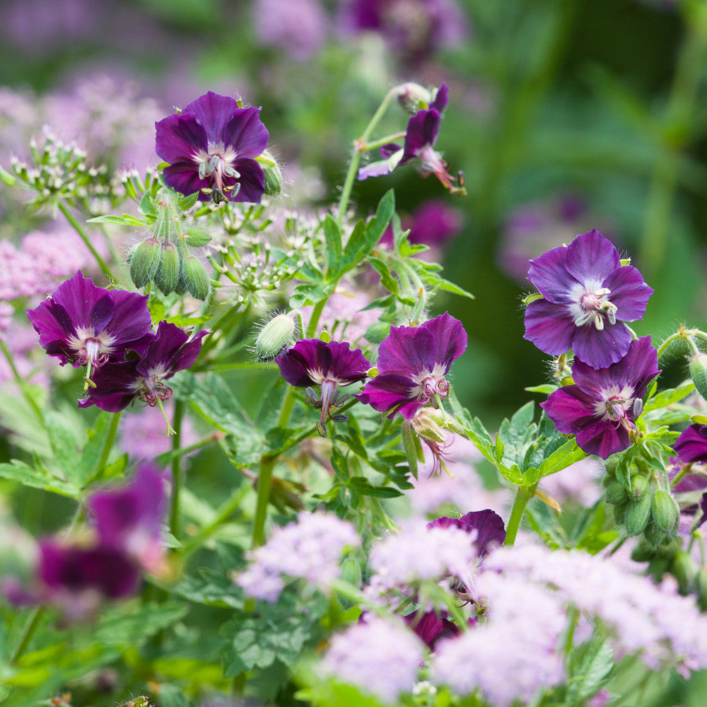 Geranium phaeum
