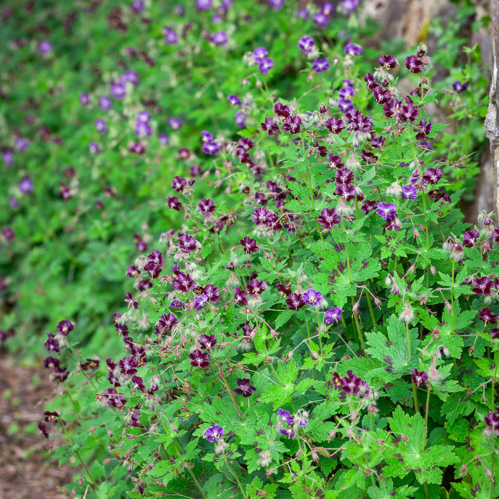 Geranium phaeum