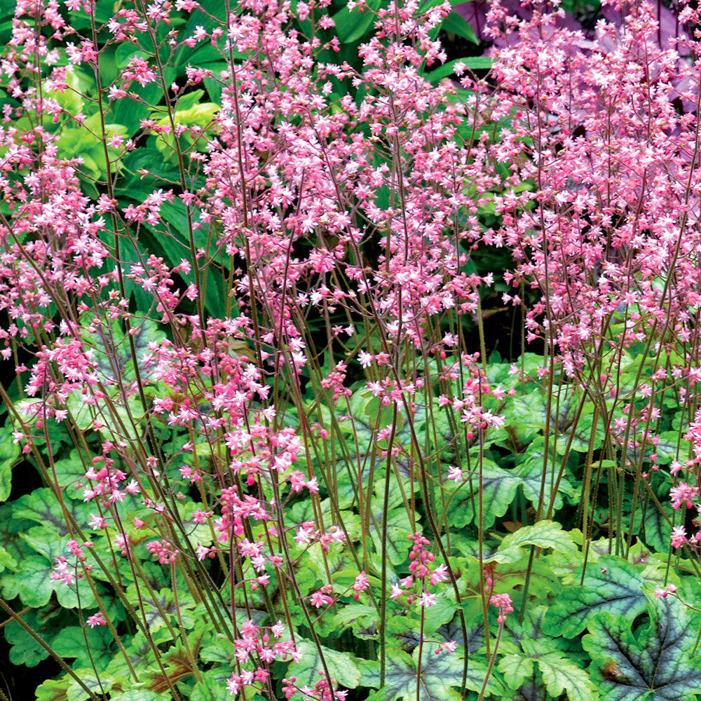 Heucherella 'Tapestry’
